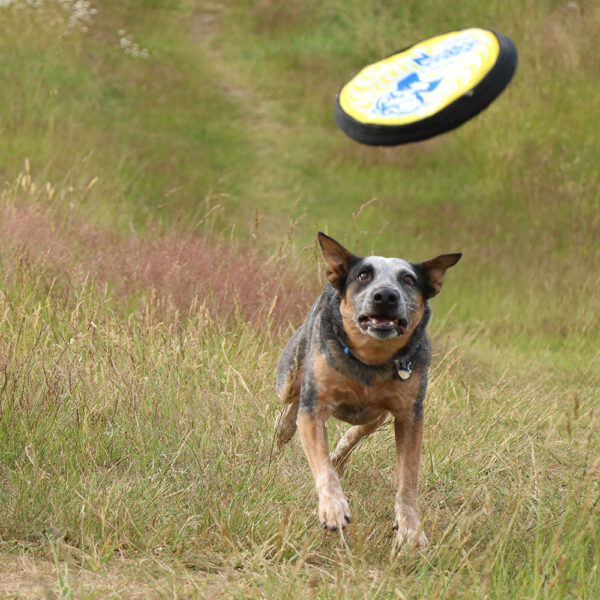 ZooBee Flying Disc Dog Toy. Fly. Float. Fetch.