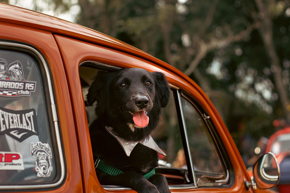 fewer than 20% of dog owners always restrain their pets in the car.